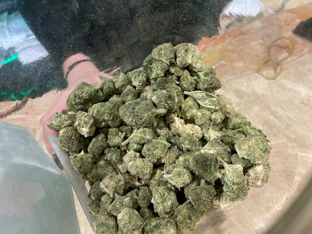 Cannabis Offence Defence