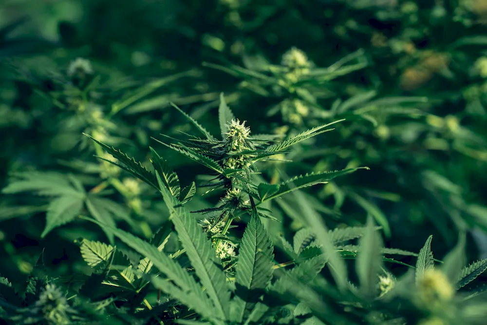 Drug-Impaired Driving Defence